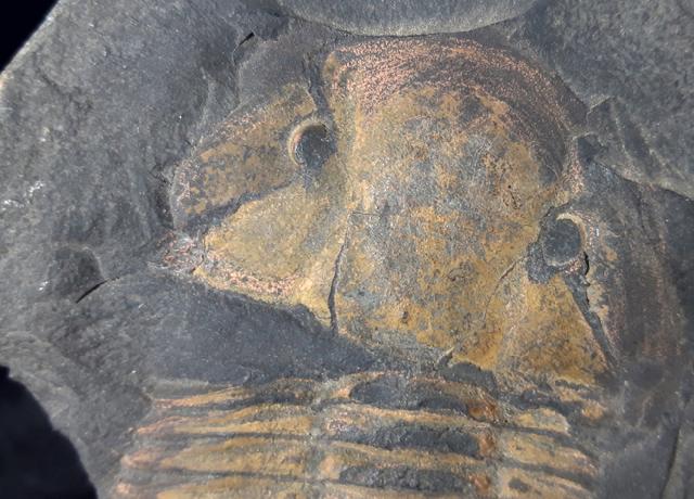 Hoekaspis megacantha (LEANZA 1941) - Bild &copy; FossNet FossilienStore